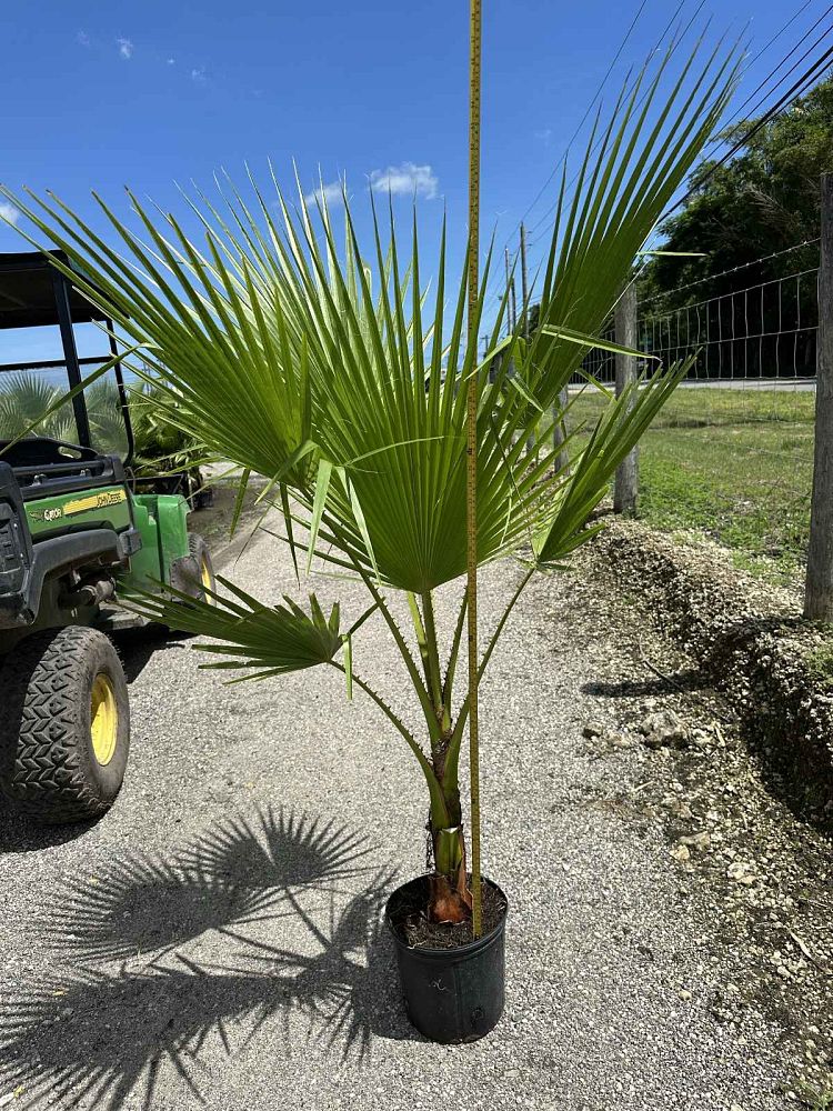 washingtonia-robusta-washington-palm-mexican-fan-palm