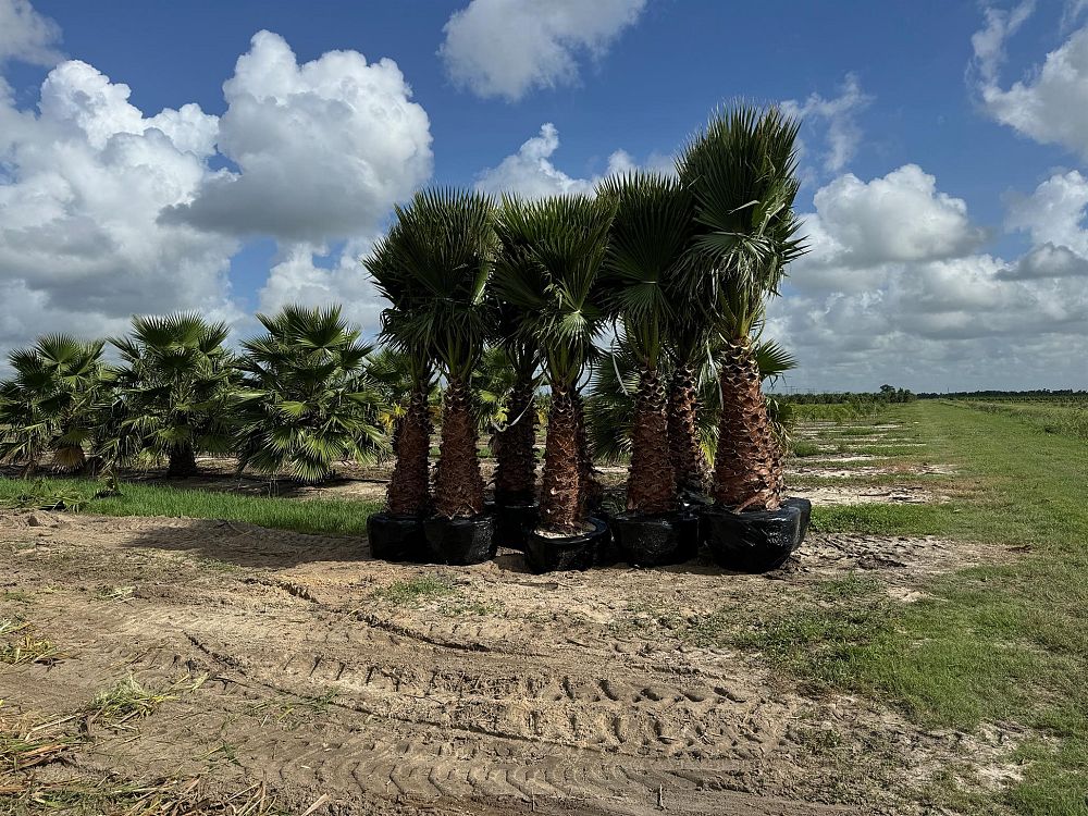 washingtonia-robusta-washington-palm-mexican-fan-palm