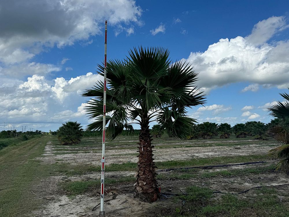 washingtonia-robusta-washington-palm-mexican-fan-palm