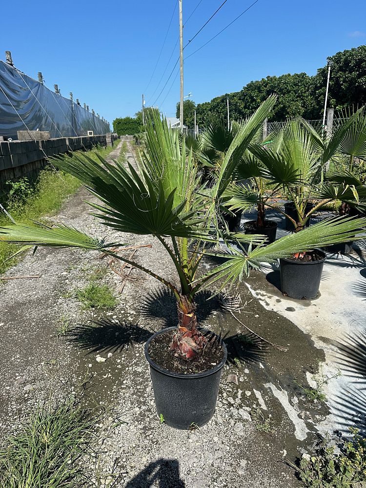 washingtonia-robusta-washington-palm-mexican-fan-palm