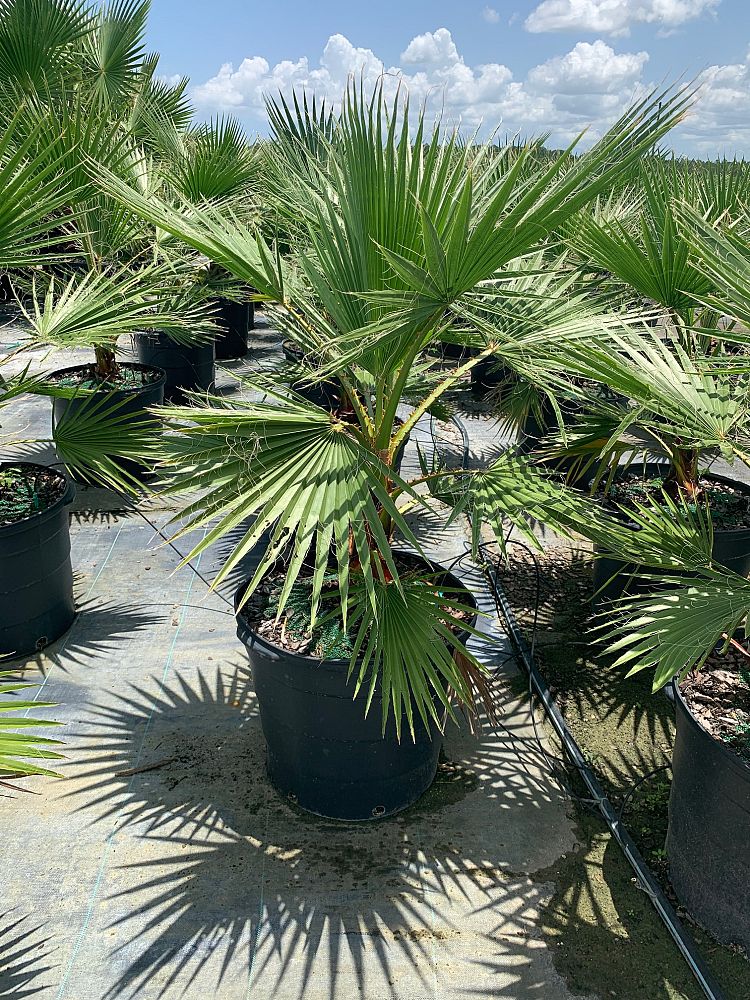 washingtonia-robusta-washington-palm-mexican-fan-palm