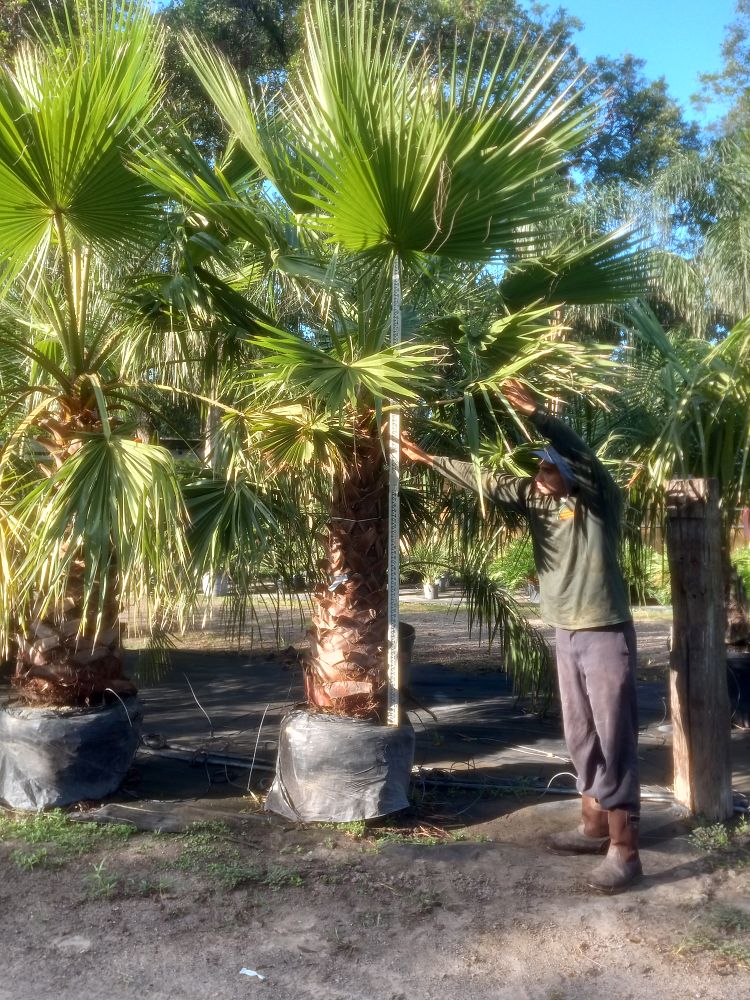 washingtonia-robusta-washington-palm-mexican-fan-palm