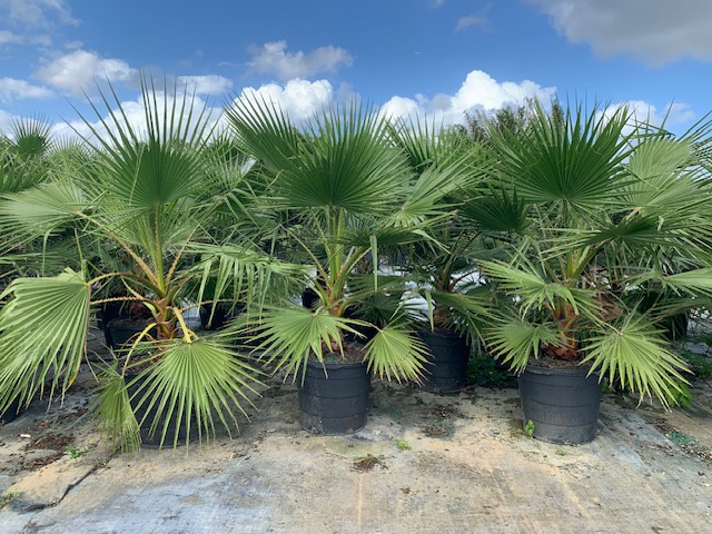 washingtonia-robusta-washington-palm-mexican-fan-palm