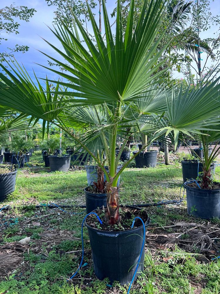 washingtonia-robusta-washington-palm-mexican-fan-palm