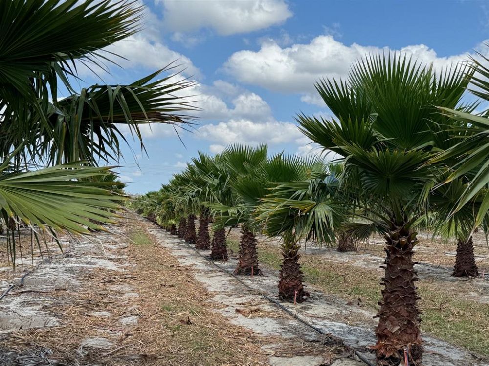 washingtonia-robusta-washington-palm-mexican-fan-palm