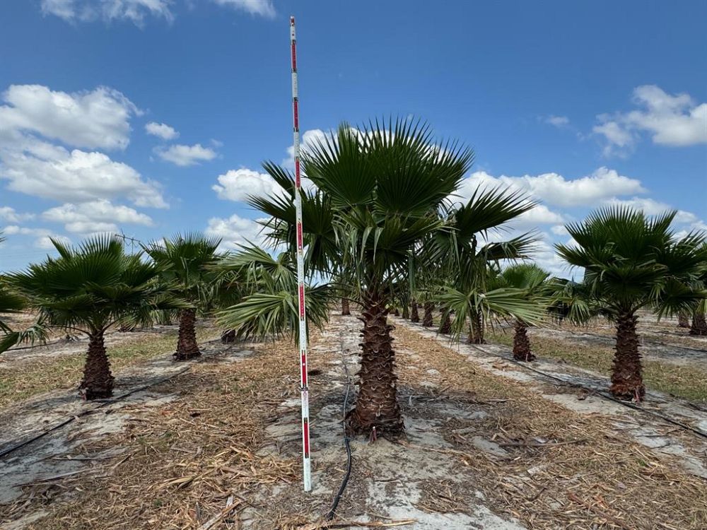 washingtonia-robusta-washington-palm-mexican-fan-palm