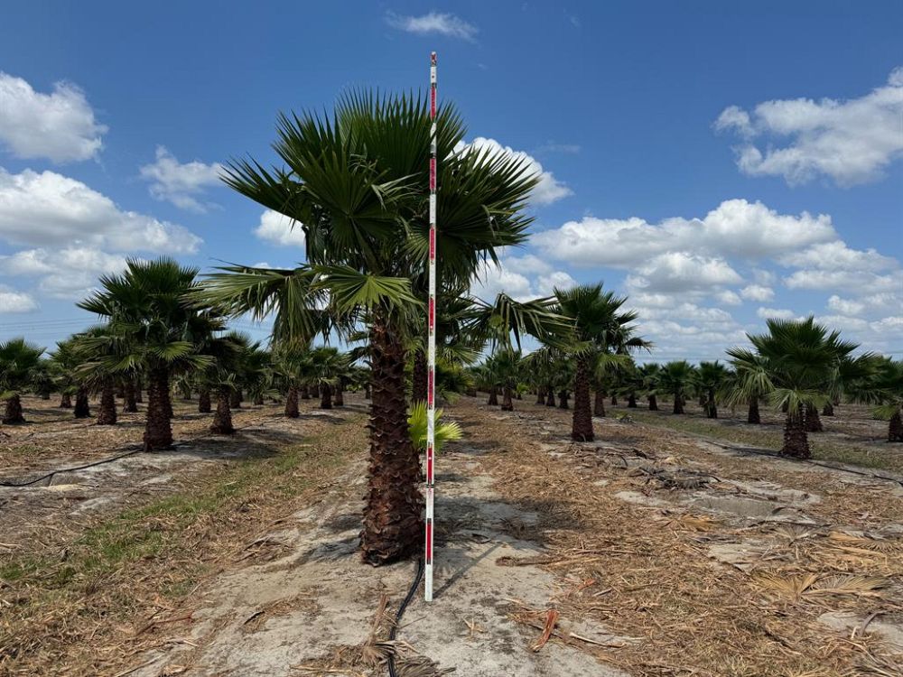 washingtonia-robusta-washington-palm-mexican-fan-palm