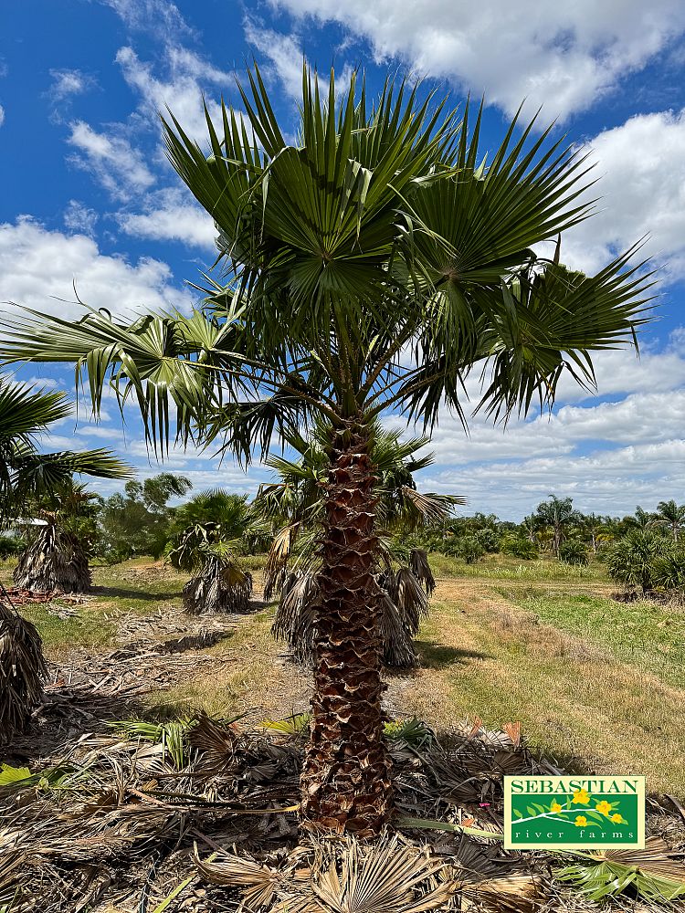 washingtonia-robusta-washington-palm-mexican-fan-palm