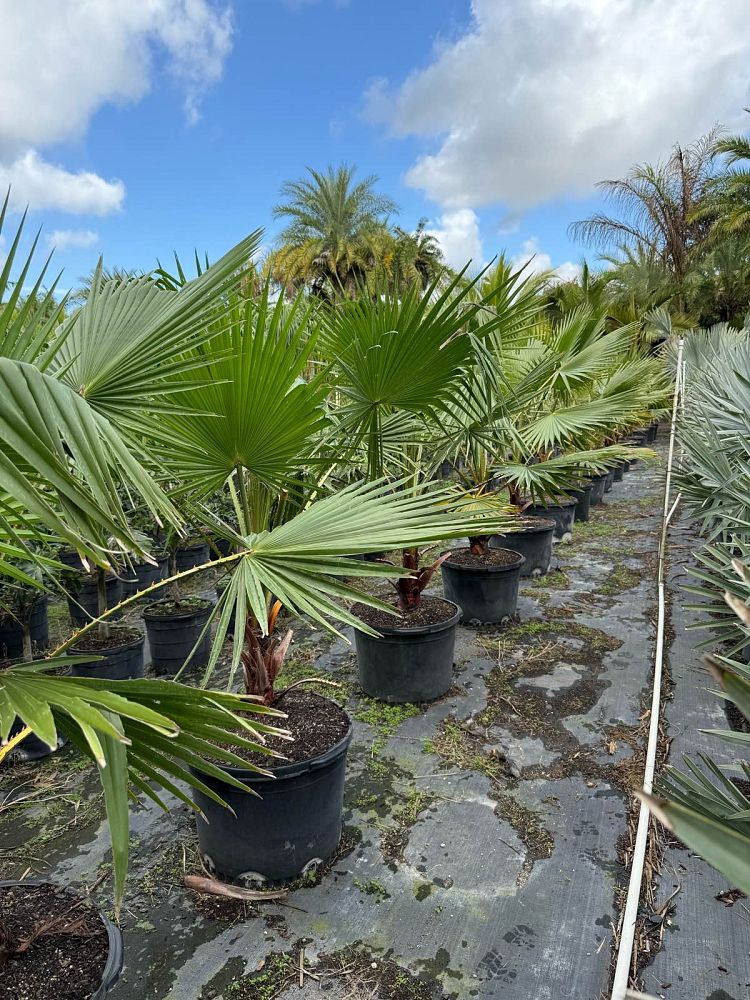 washingtonia-robusta-washington-palm-mexican-fan-palm