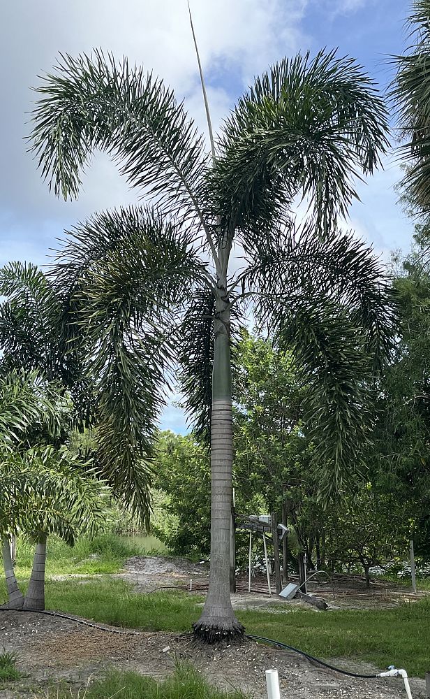 wodyetia-bifurcata-foxtail-palm