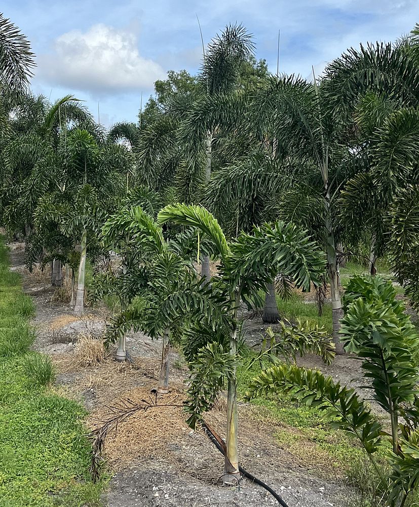 wodyetia-bifurcata-foxtail-palm