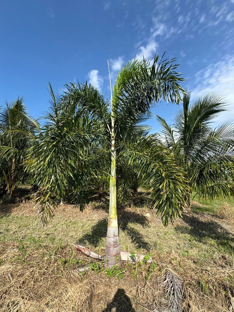 wodyetia-bifurcata-foxtail-palm