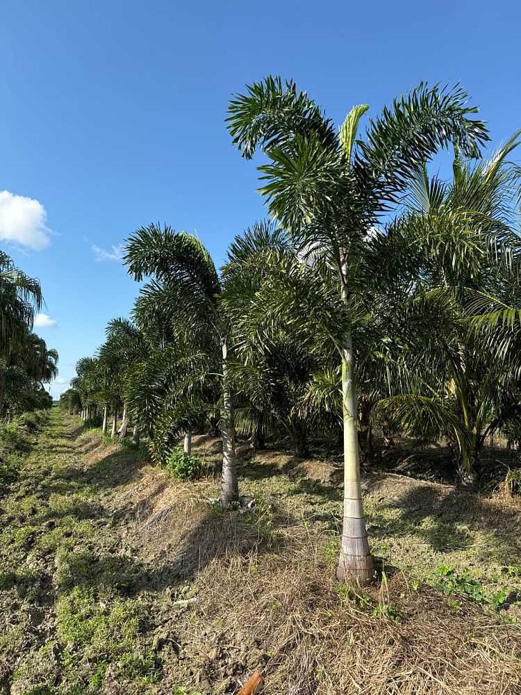 wodyetia-bifurcata-foxtail-palm