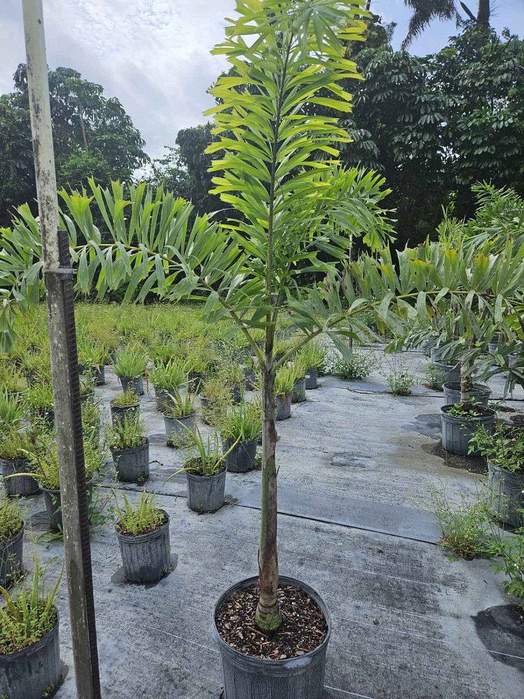 wodyetia-bifurcata-foxtail-palm