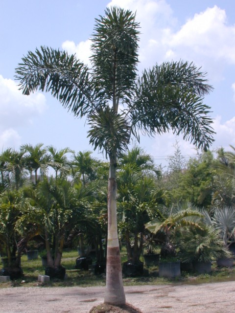 wodyetia-bifurcata-foxtail-palm