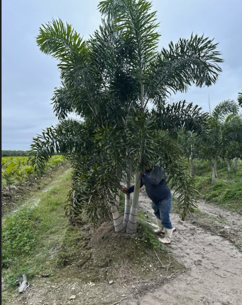 wodyetia-bifurcata-foxtail-palm