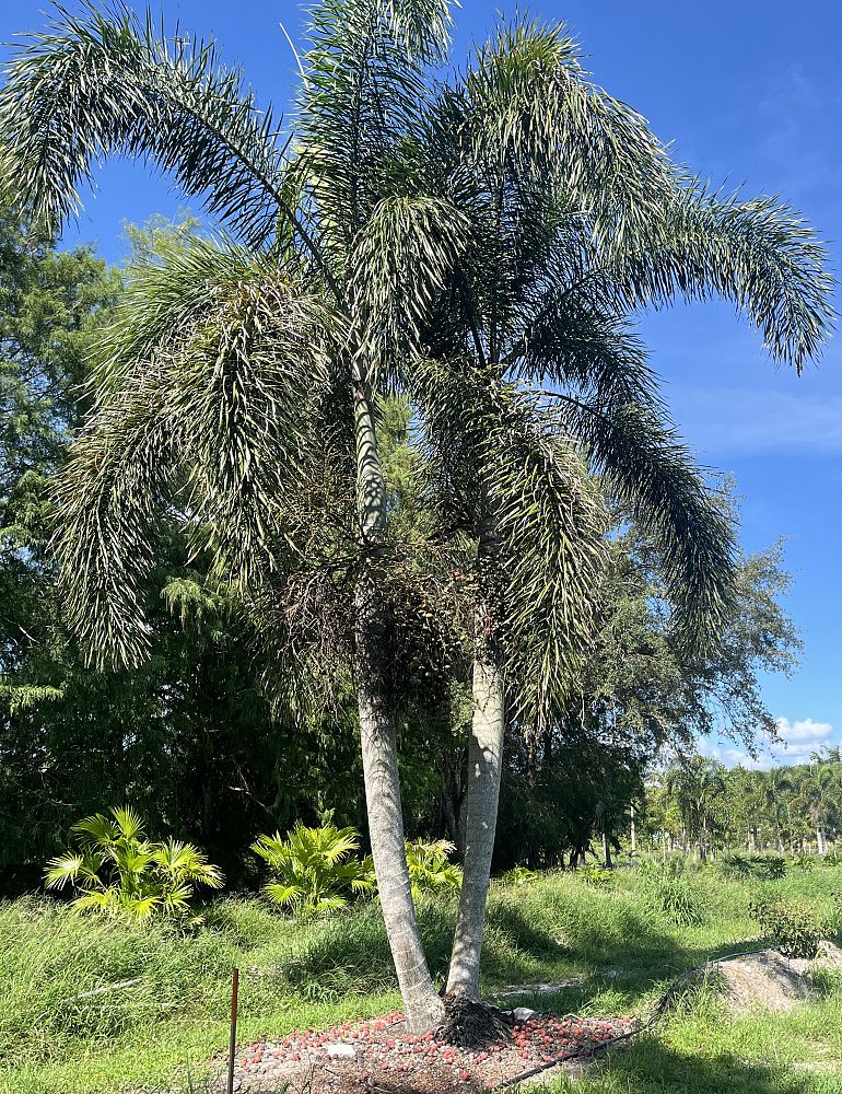 wodyetia-bifurcata-foxtail-palm