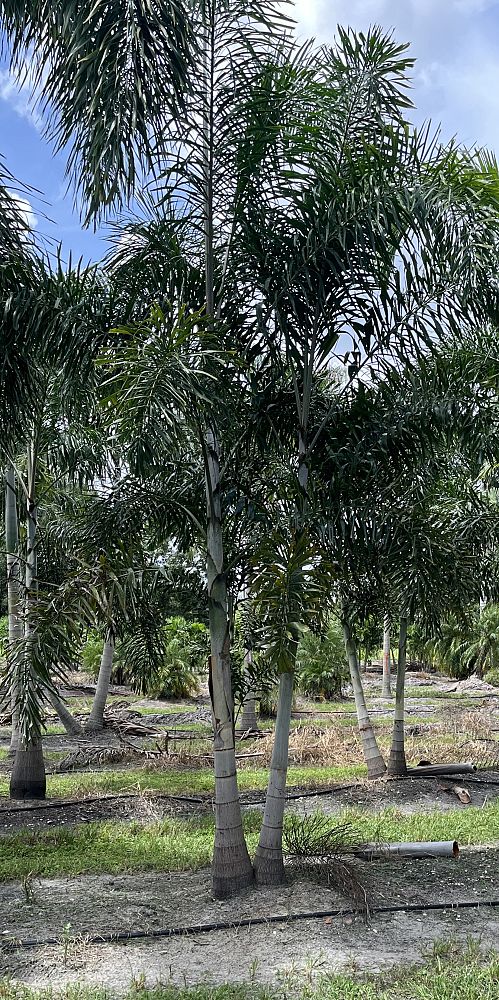 wodyetia-bifurcata-foxtail-palm