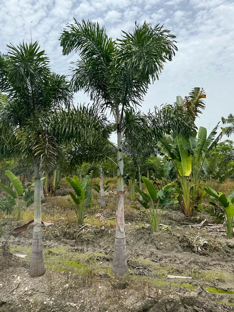 wodyetia-bifurcata-foxtail-palm