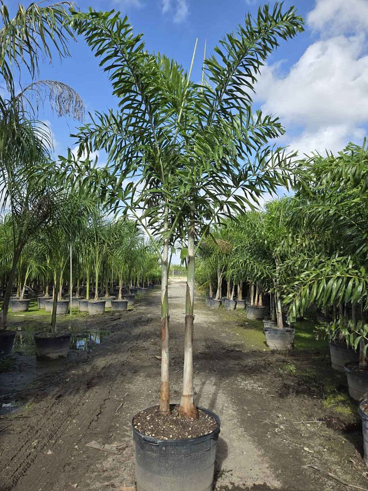 wodyetia-bifurcata-foxtail-palm