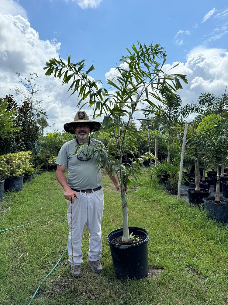 wodyetia-bifurcata-foxtail-palm