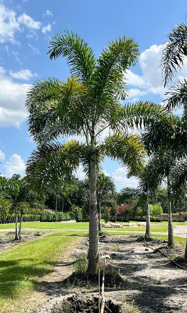 wodyetia-bifurcata-foxtail-palm