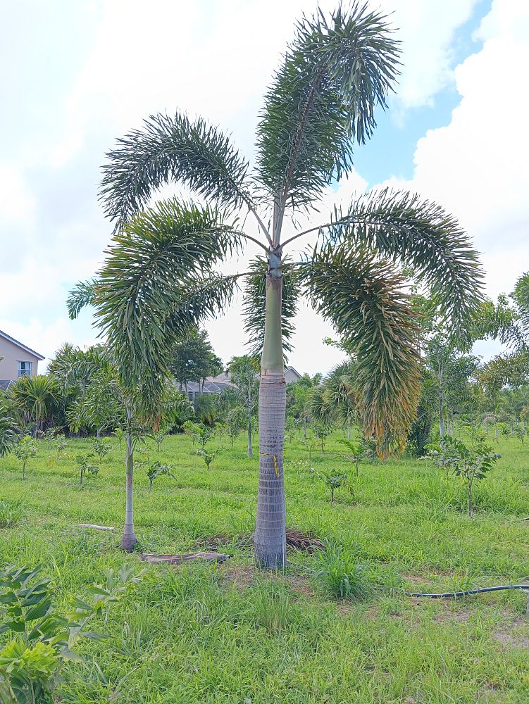 wodyetia-bifurcata-foxtail-palm