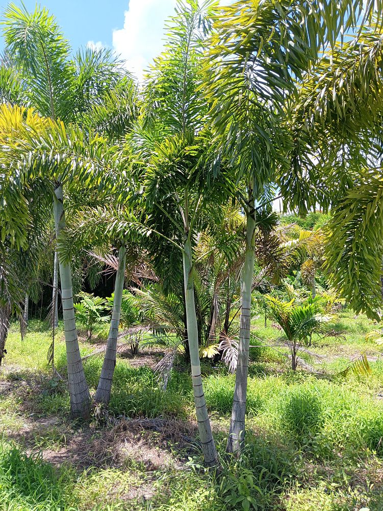 wodyetia-bifurcata-foxtail-palm