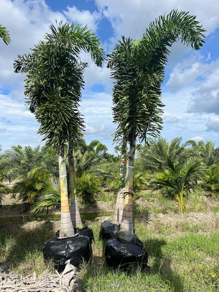 wodyetia-bifurcata-foxtail-palm