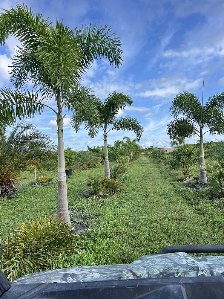 wodyetia-bifurcata-foxtail-palm