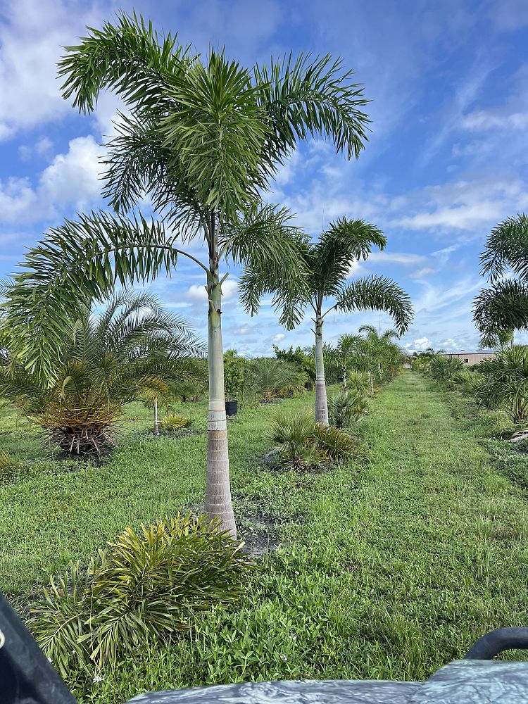 wodyetia-bifurcata-foxtail-palm