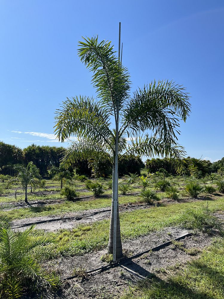 wodyetia-bifurcata-foxtail-palm