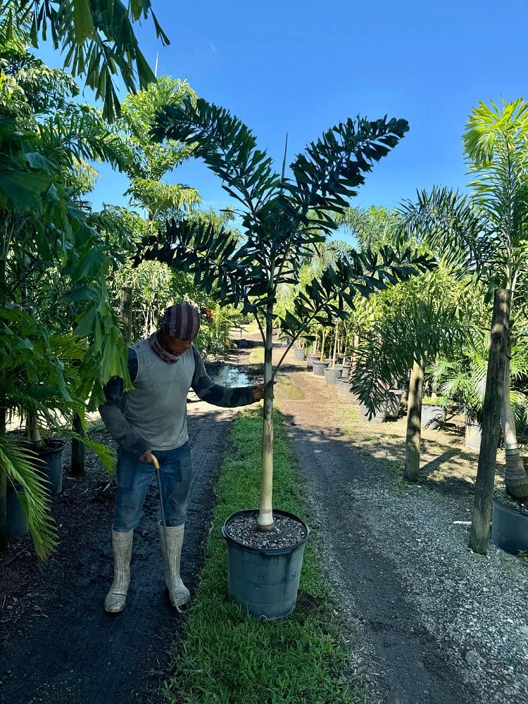 wodyetia-bifurcata-foxtail-palm