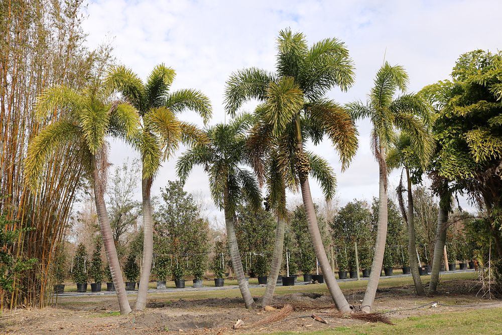 wodyetia-bifurcata-foxtail-palm