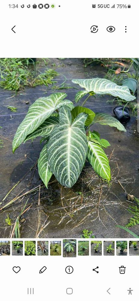 xanthosoma-lindenii-magnificum-elephant-ear