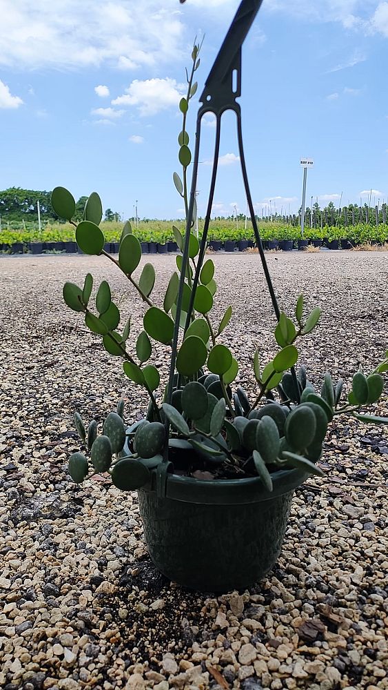 xerosicyos-danguyi-silver-dollar-plant