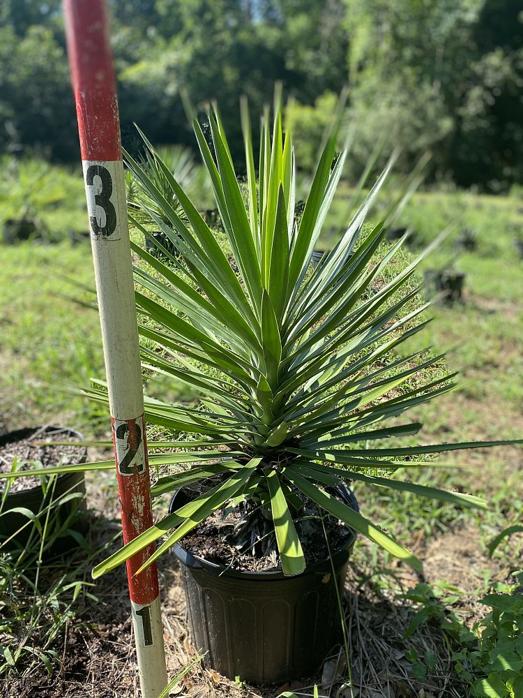 yucca-aloifolia-spanish-bayonet
