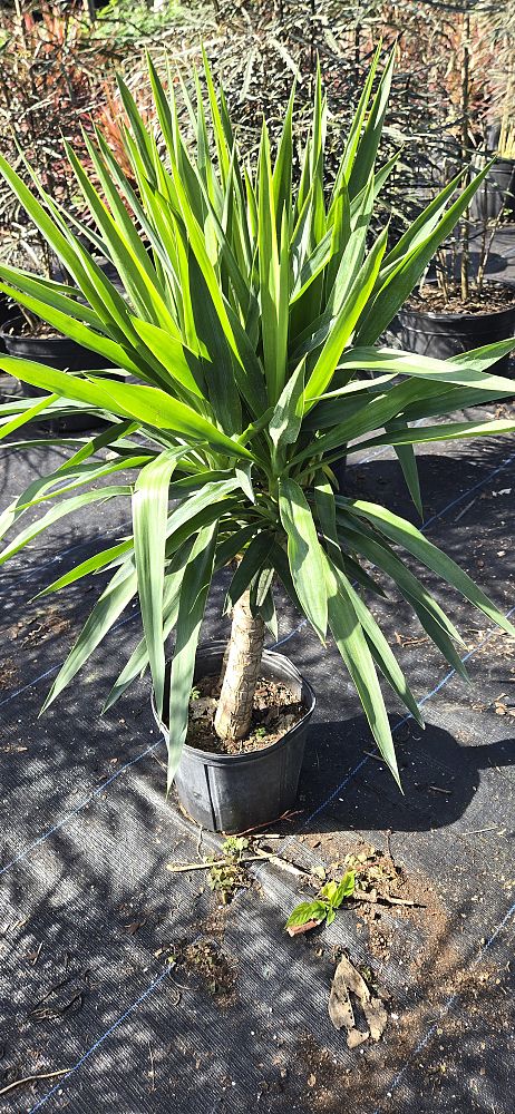 yucca-cane