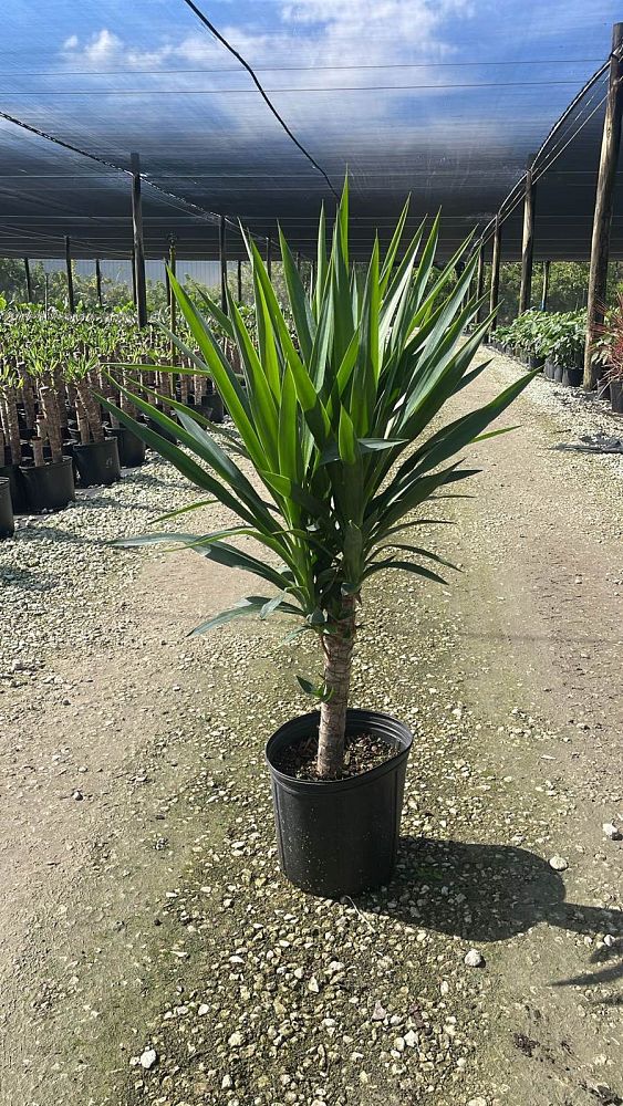 yucca-cane