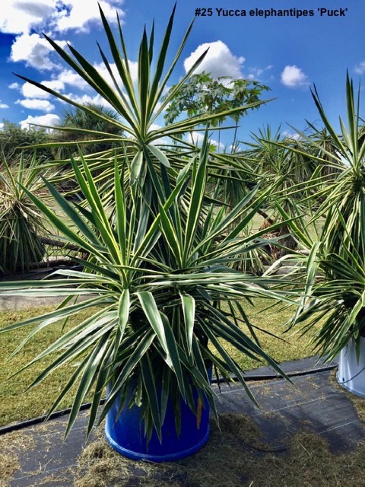 yucca-elephantipes-variegata-spineless-yucca