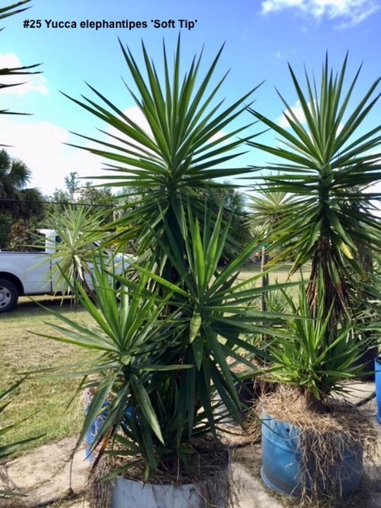 yucca-elephantipes-variegata-spineless-yucca