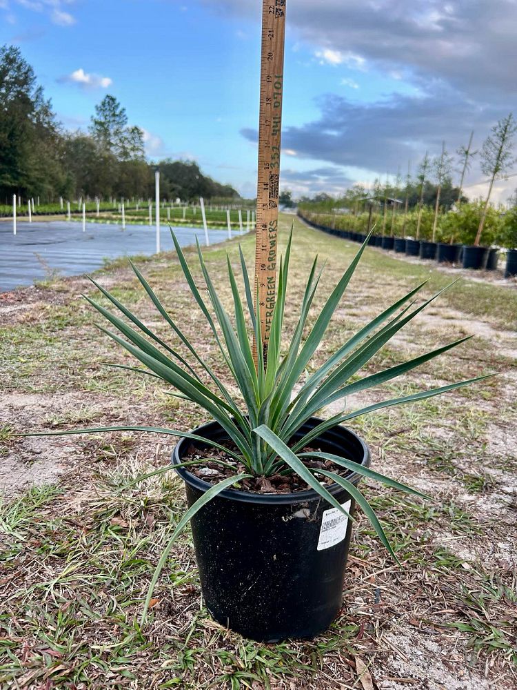 yucca-filamentosa-blue-sentry-adam-s-needle