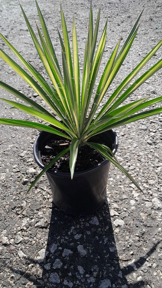 yucca-filamentosa-color-guard-adam-s-needle