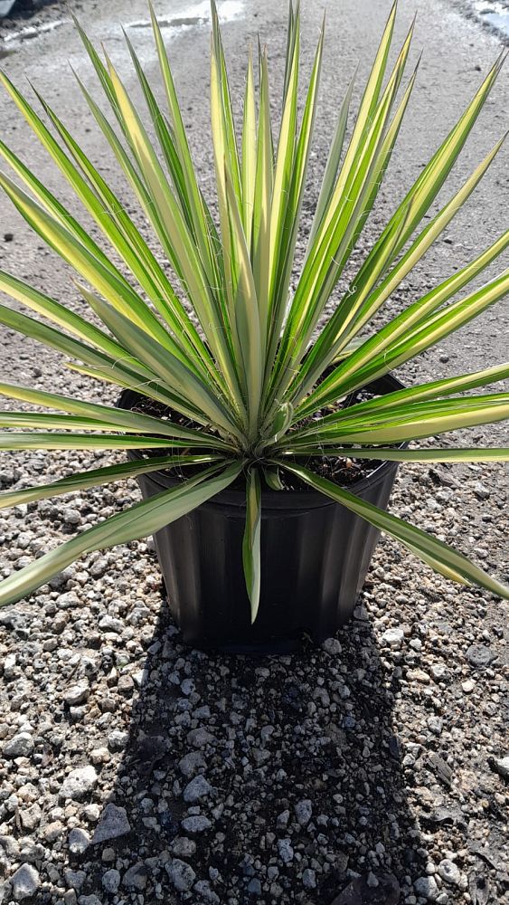 yucca-filamentosa-color-guard-adam-s-needle