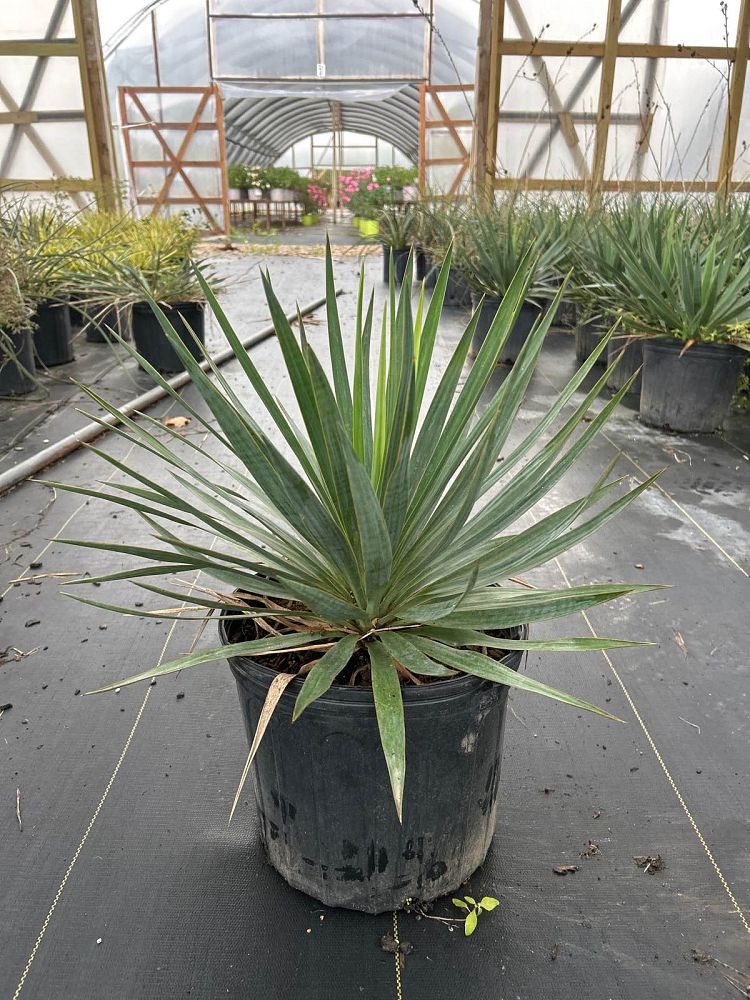 yucca-recurvifolia-yucca-pendula-soft-leaf-yucca