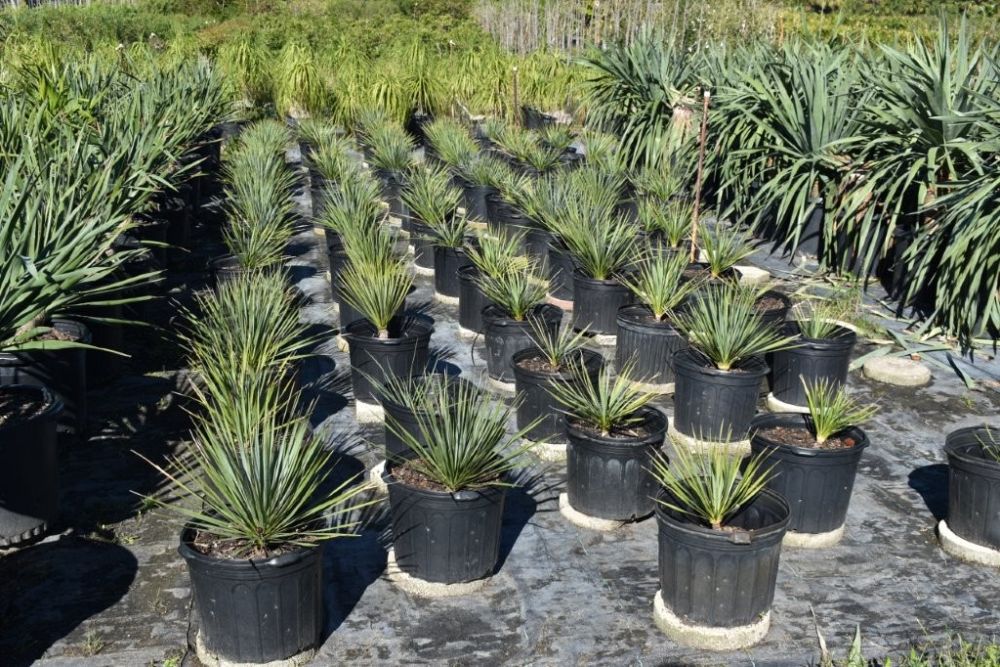 yucca-rostrata-beaked-yucca