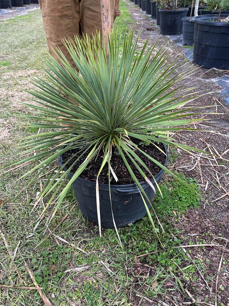 yucca-rostrata-beaked-yucca