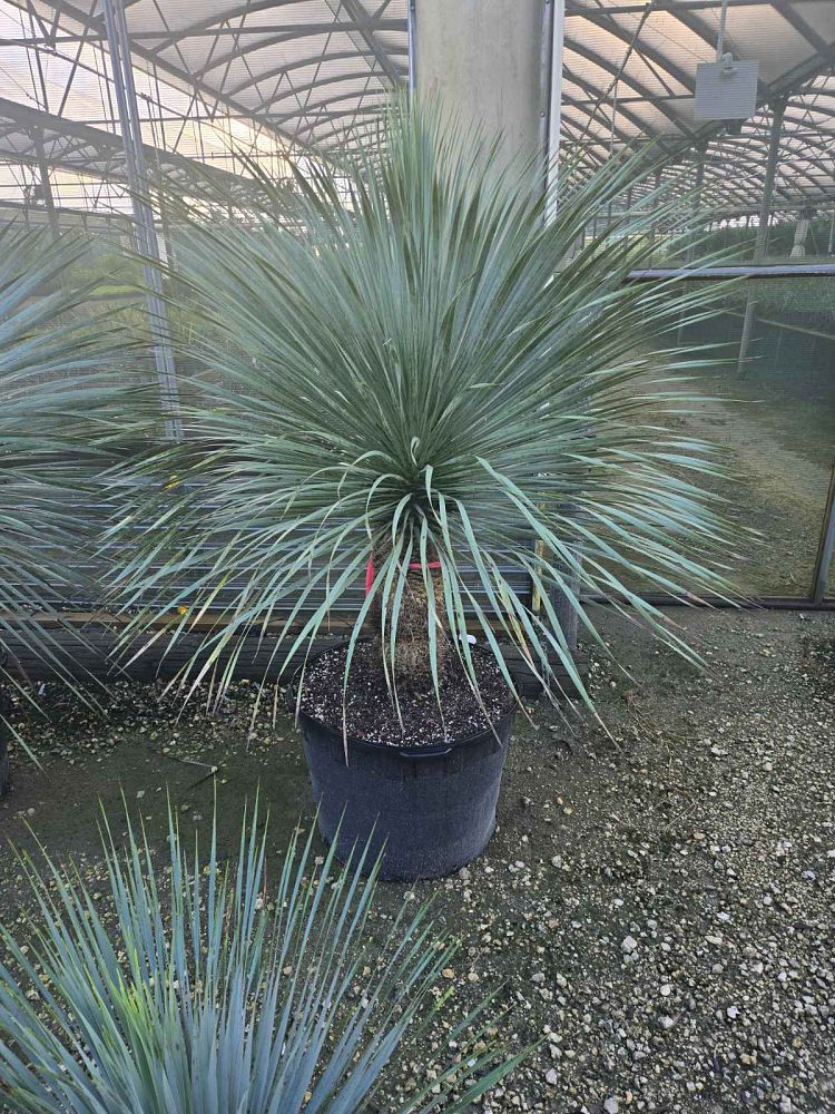 yucca-rostrata-beaked-yucca