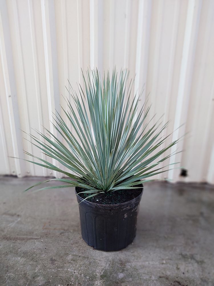 yucca-rostrata-beaked-yucca