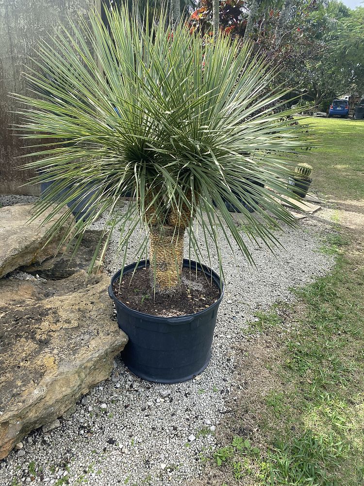 yucca-rostrata-beaked-yucca